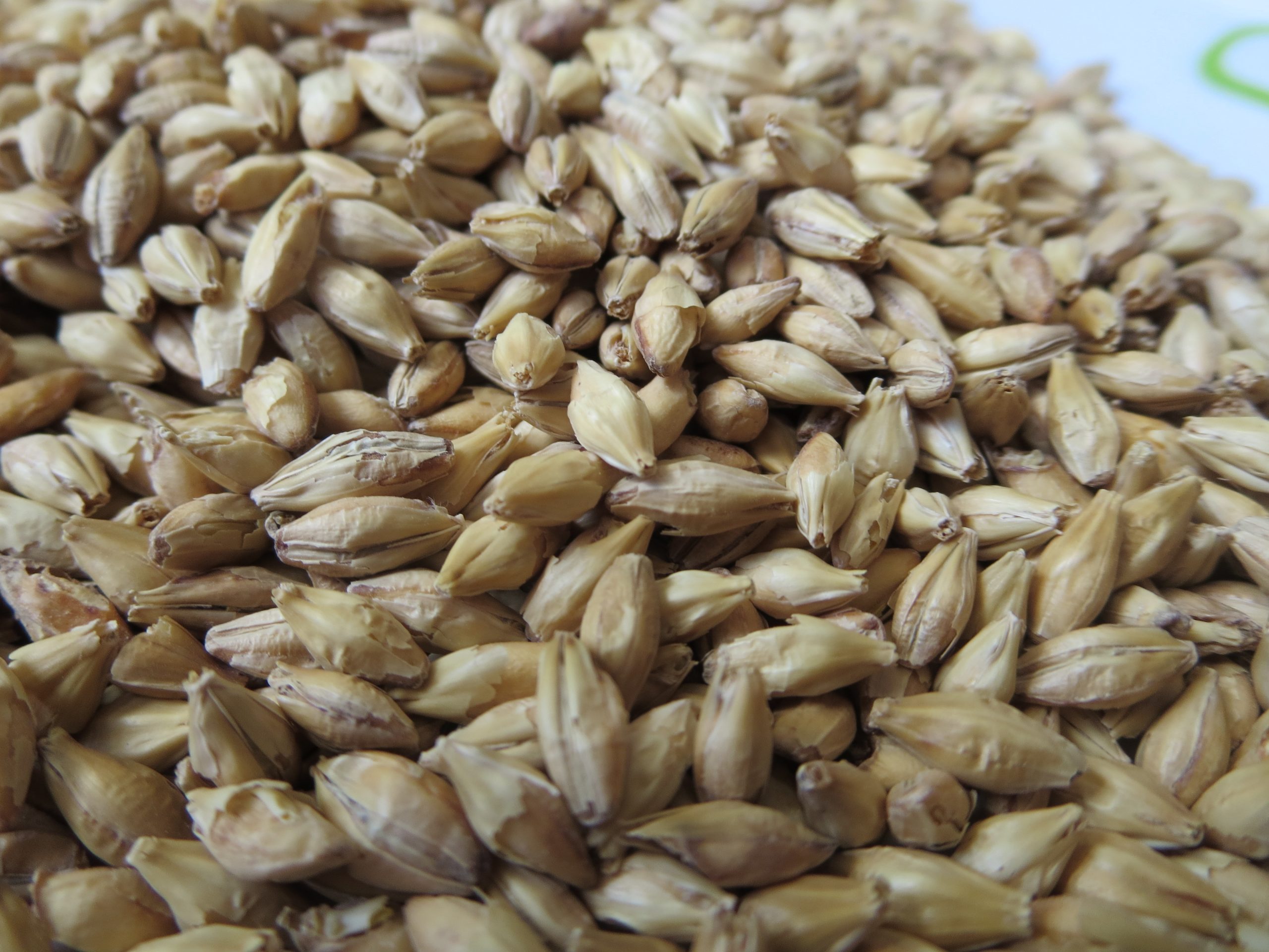 Grains01